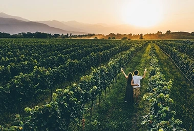 When is the grape harvest season in Portugal?
