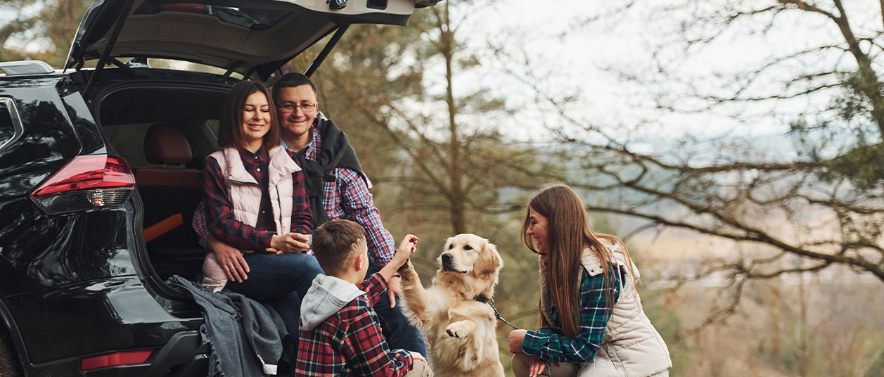 Travelling with animals safely | Guerin