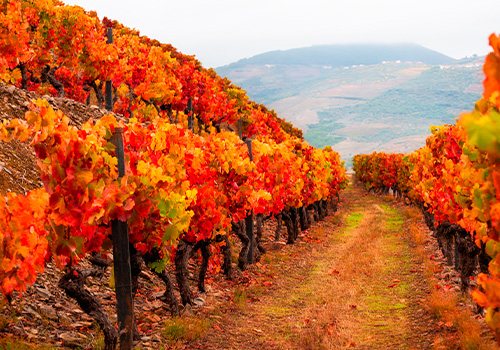 red vineyards douro river valley Portugal