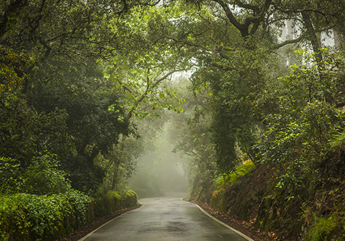 estrada no meio da floresta