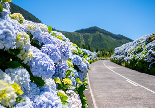 rua com flores nos açores