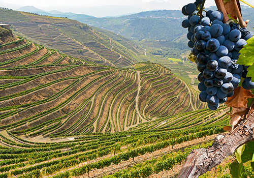 vineyards Tua Valley