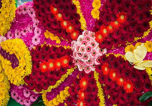 Floral decoration with red, yellow and pink gerberas forming a vibrant pattern at the Madeira Flower Festival in Funchal.
