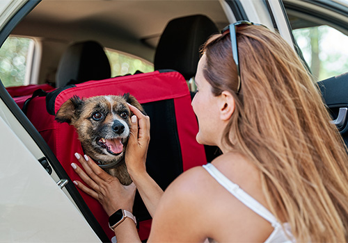 Woman petting a dog inside the car