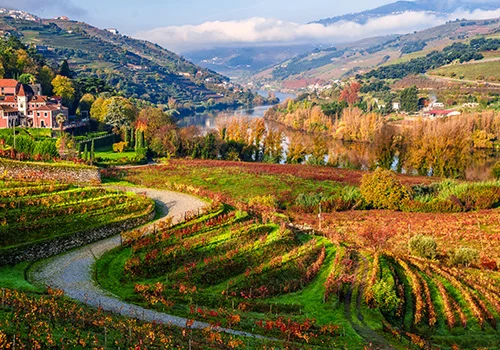 The Douro Valley near Peso da R&eacute;gua, with vineyards overlooking the Douro River.