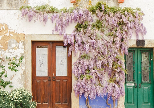 Casa em Óbidos coberta por flores na Primavera