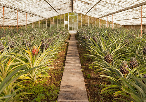 Plantação de Ananases Açores