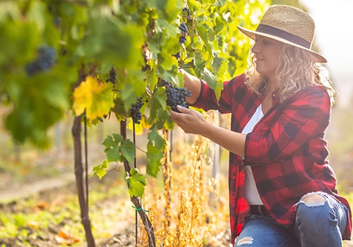 Mulher a cortar cachos de uvas durante a vindima